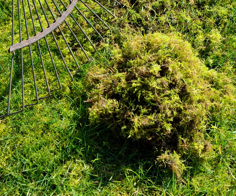 Lawn store moss removal