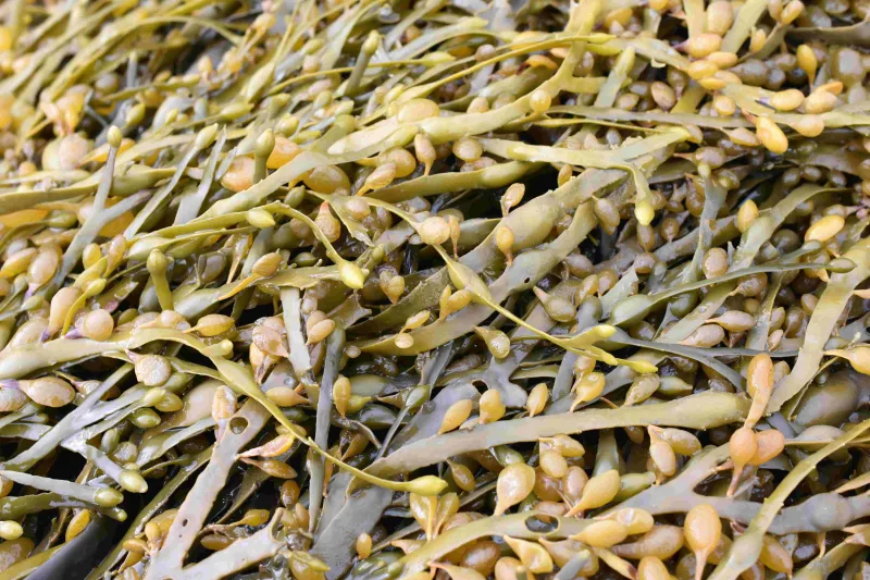 Brown Ascophyllum Nodosum Seaweed - the basis of Emerald Pro Liquid Fertiliser