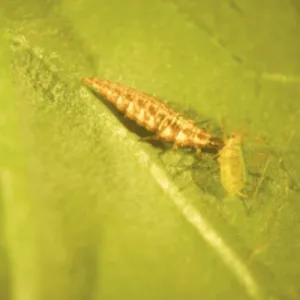  Aphid Control - Lacewing Larvae