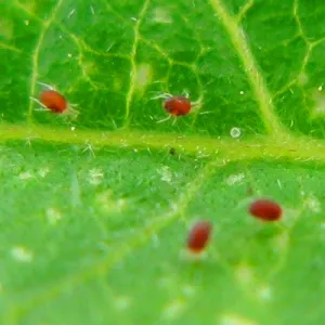 Red Spider Mite Control - Phytoseiulus