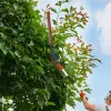 Cordless Long Reach Hedge Trimmer in situ