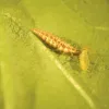 Aphid Control - Lacewing Larvae
