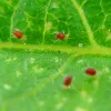 Red Spider Mite Control - Phytoseiulus